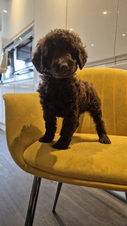 Image 8 of Outstanding Cockapoo Puppies  READY NOW