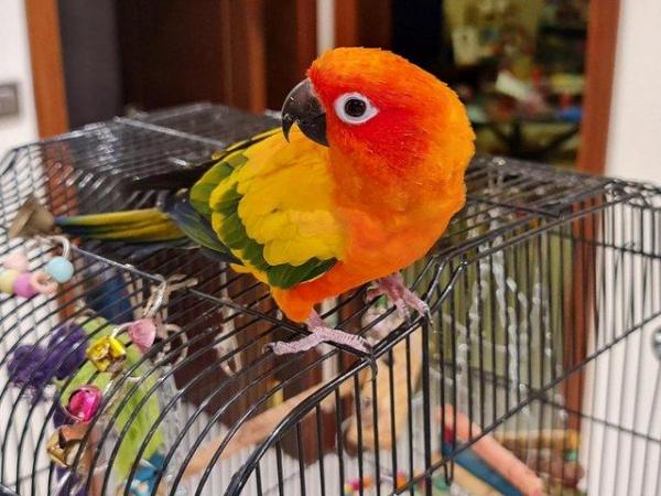 Image 6 of Sun Conure Parakeet Parrot Pet (4 years old)