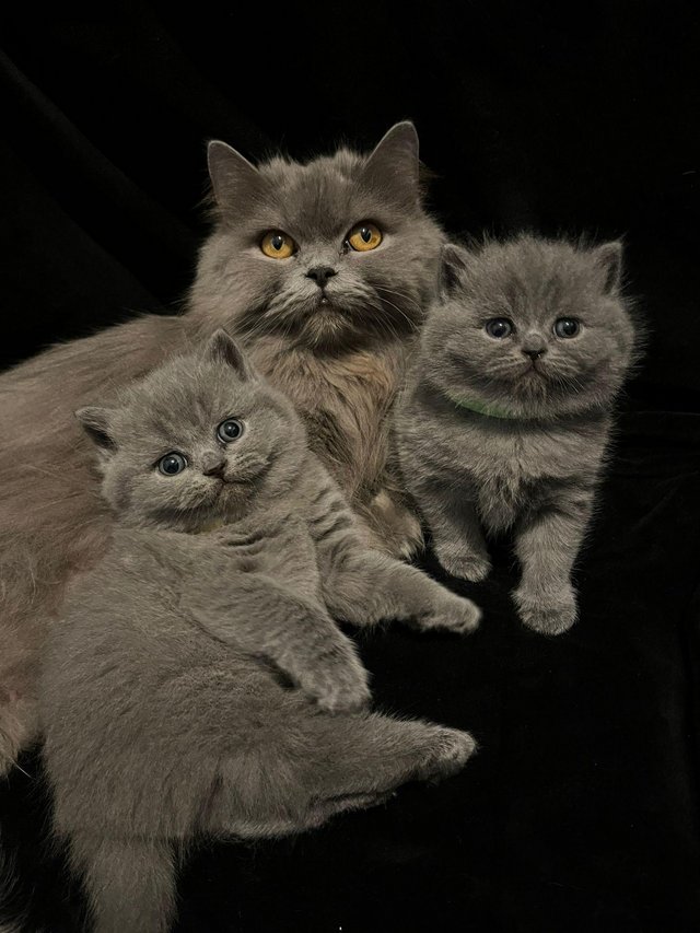 Preview of the first image of British Blue Female Kittens - ready 1st July.