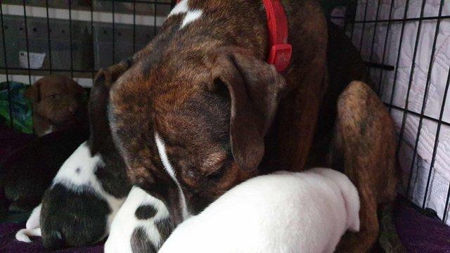 Image 2 of Staffordshire Bull Terrier X Boxer X American Akita Puppies