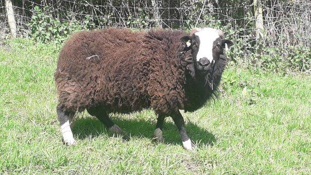 Preview of the first image of 2 year old registered Balwen Ram.