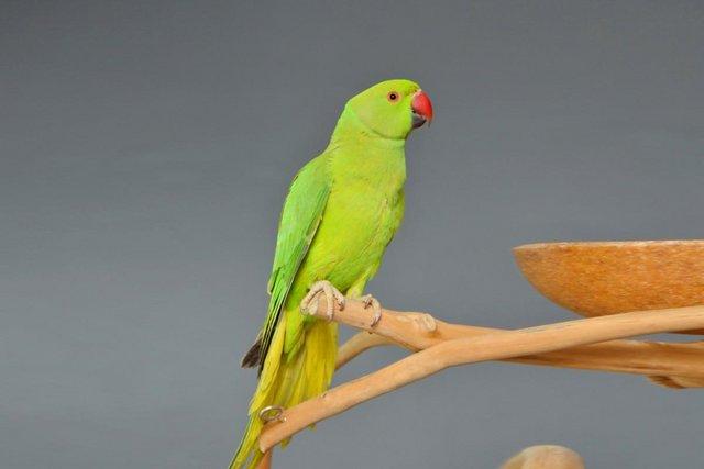 Preview of the first image of Baby Green Ring Neck Talking Parrots,19.