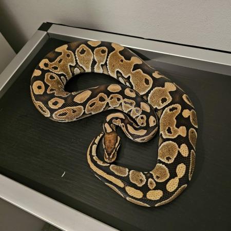 Image 4 of Royal/ Ball pythons available Adults/ Hatchlings from £35