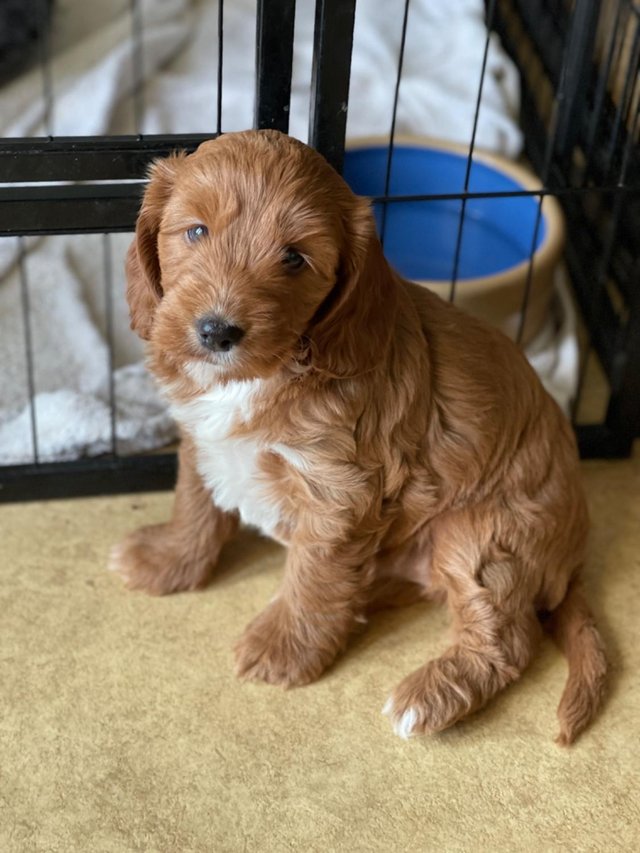 Preview of the first image of Red cockapoo puppies, bitches only..