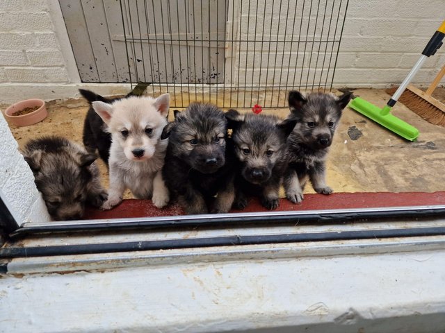 Preview of the first image of Alaskan Shepherd/ malamute puppies ??.