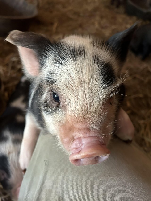 Preview of the first image of Kune Kune piglets 3weeks old male & females.