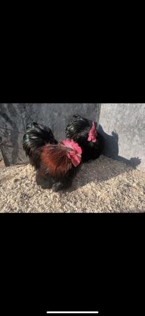 Image 1 of Black pekin chickens for sale