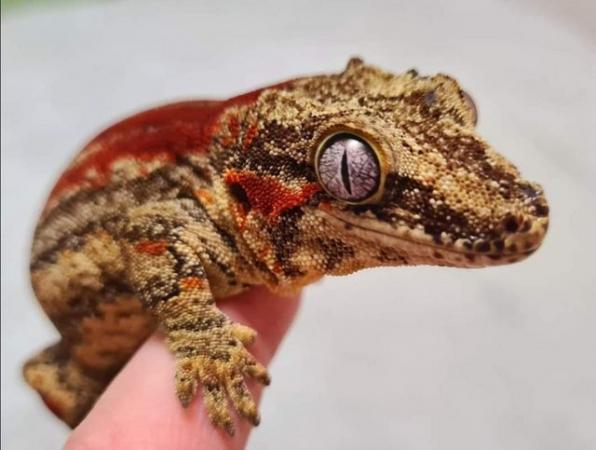 Image 5 of High End Female Gargoyle Gecko