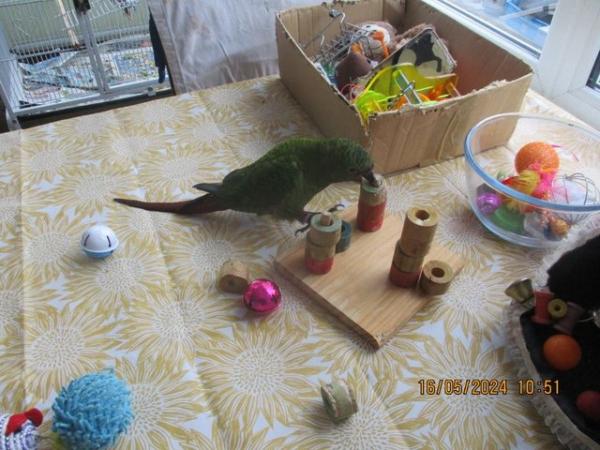 Image 10 of 2 x Austel conures. very tame