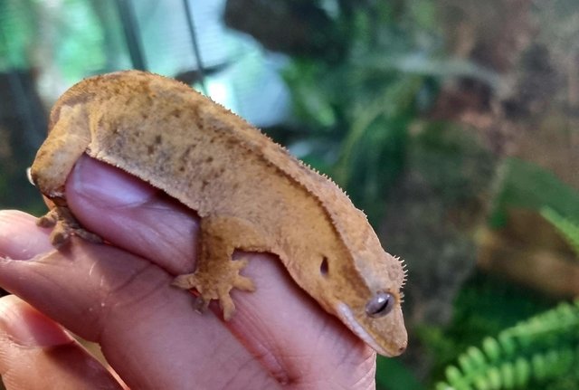 Image 6 of Stunning Yellow Crested Gecko