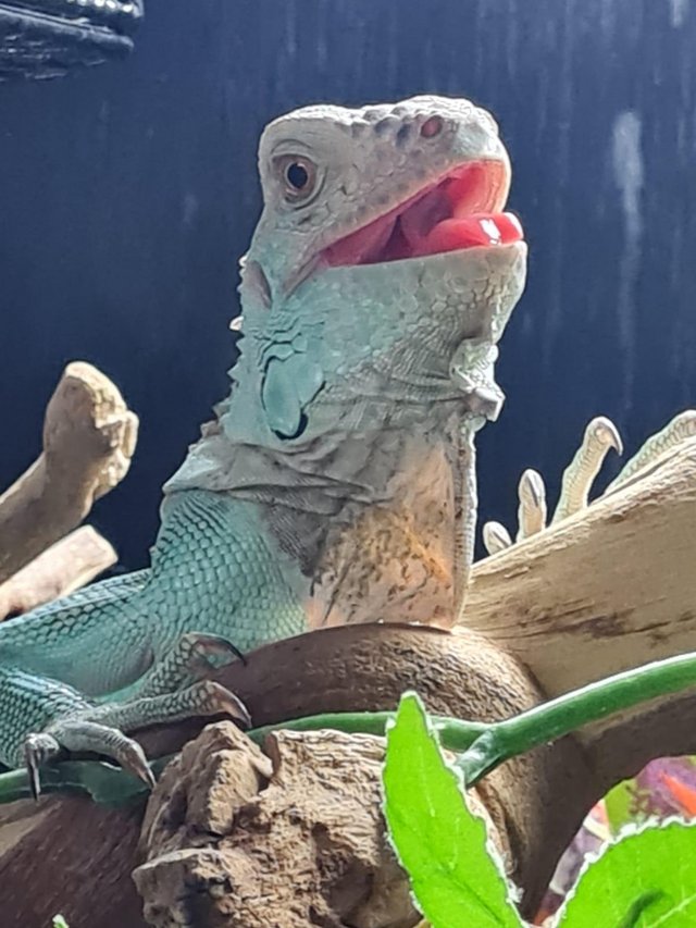 Preview of the first image of Blue male iguana for sale Cardiff.