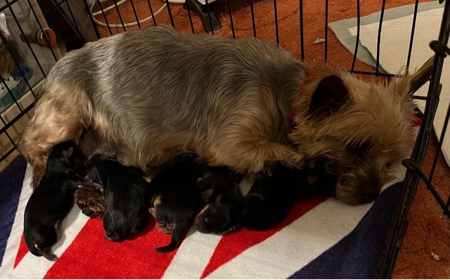 Image 4 of 7 & a half weeks old Yorkshire terrier puppies .