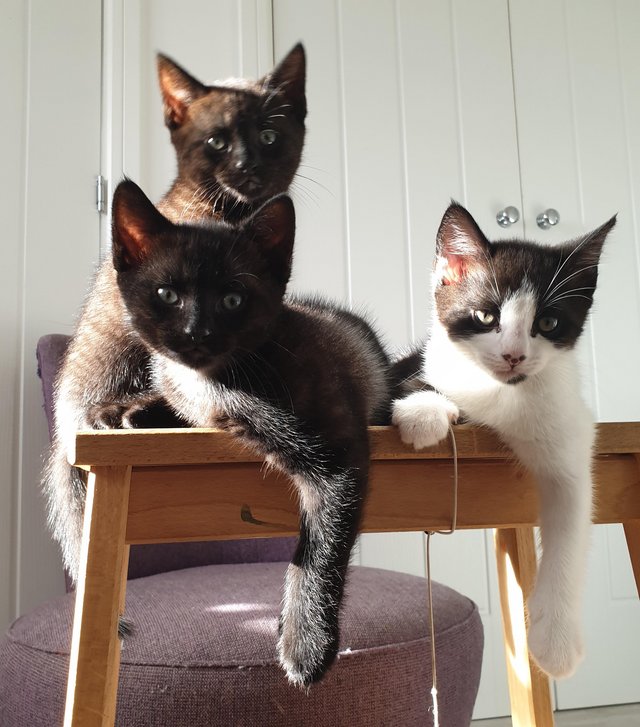 Preview of the first image of Polydactyl freckled black 2girls 1boy Zoomie,Bonnie & Bouli.