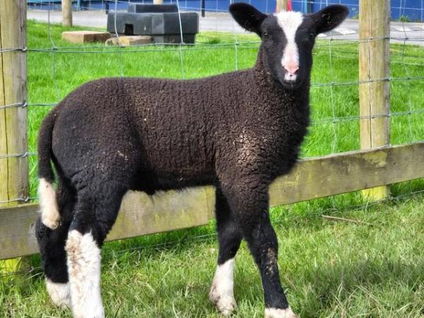 Image 1 of 2024 Zwartble lambs ewes/wethers/ram
