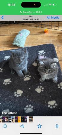 Image 3 of Beautiful Grey mix breed kittens