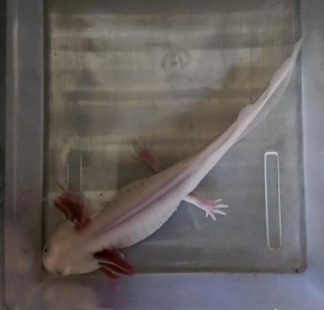 Image 3 of Male Leucistic Axolotl..