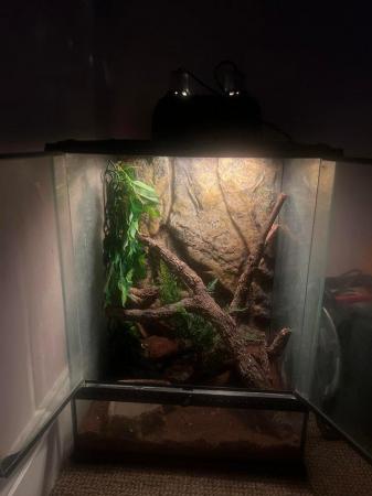 Image 5 of Crested gecko and enclosure for sale £150