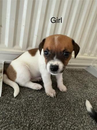 Image 4 of Beautiful Jack Russell puppies