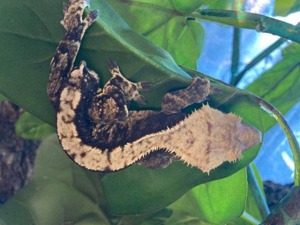 Image 2 of Few crested gecko and set up and vivs