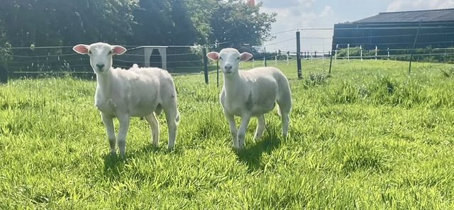 Image 1 of Easycare ram lambs for sale
