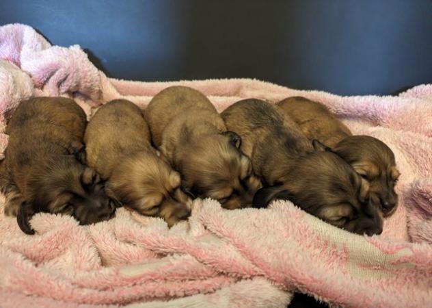 Image 7 of Beautiful cream long haired miniature dachshund puppys