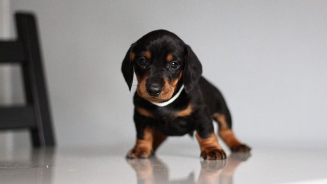 Image 23 of Ready Strong and Healthy Dachshunds