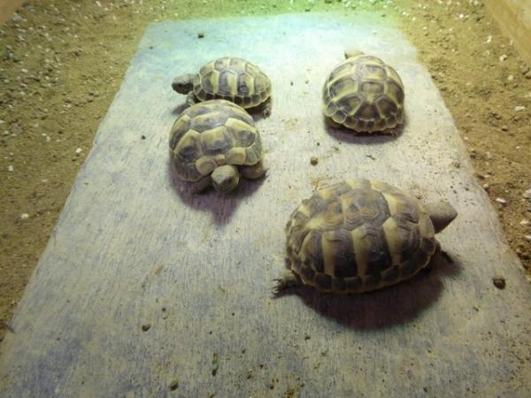 Image 5 of Baby Hermann's tortoises for sale