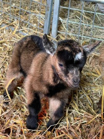 Image 3 of PYGMY GOATS - Lovely marked pedigree Pygmy Goats.