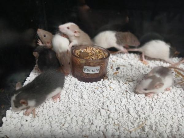 Image 4 of Baby Rats Dumbo's and Straight ears