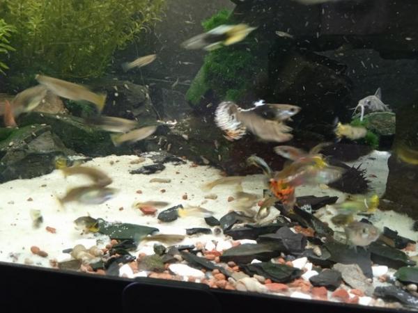 Image 4 of Beautiful guppies all ages
