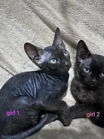 Image 3 of Full sphynx kittens boys girls