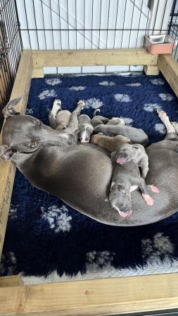 Image 4 of Stunning full pedigree KC registered blue whippet puppies