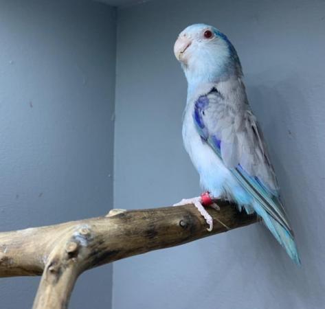 Image 4 of Beautiful Budgies & parrotlet for sale
