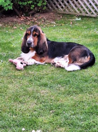 Image 11 of Basset hound puppies ready for new homes