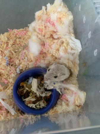 Image 2 of Hand tame baby female gerbil