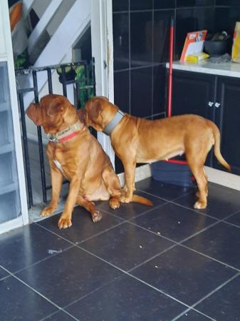 Image 2 of Dogue de Bordeaux puppies