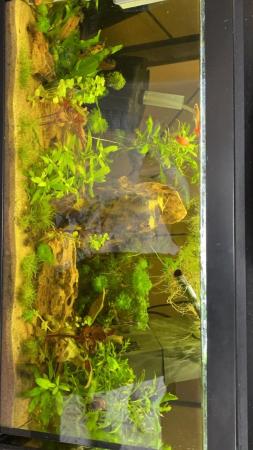 Image 2 of Full planted community fish tank