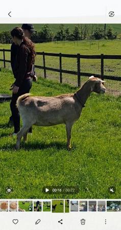 Image 3 of 2.5 nanny toggenburg goat. Super friendly