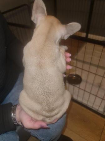 Image 8 of French Bulldog Puppies ALL SOLD