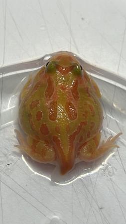 Image 6 of UK bred Pacman frogs / mixed colours