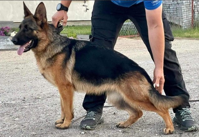 Preview of the first image of KC registered German Shepherd Female 2y 8m for sale.