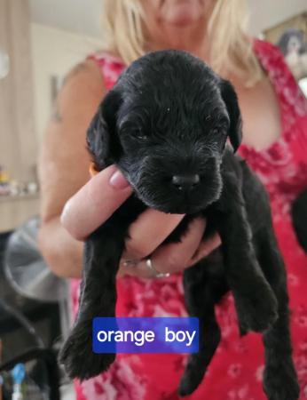 Image 7 of Cavapoo f1b puppies looking for 5* homes