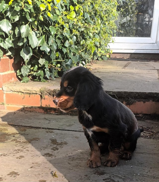 Preview of the first image of Superb litter of working cocker spaniel puppies.