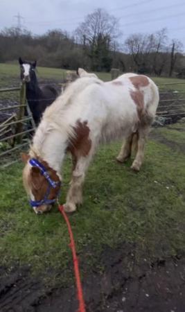 Image 1 of Gypsy cob mare standing at 14.2