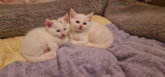 Image 5 of Stunning white kittens for sale