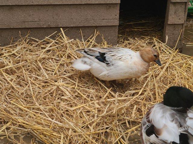Preview of the first image of Abacot call duck quality hatching eggs.