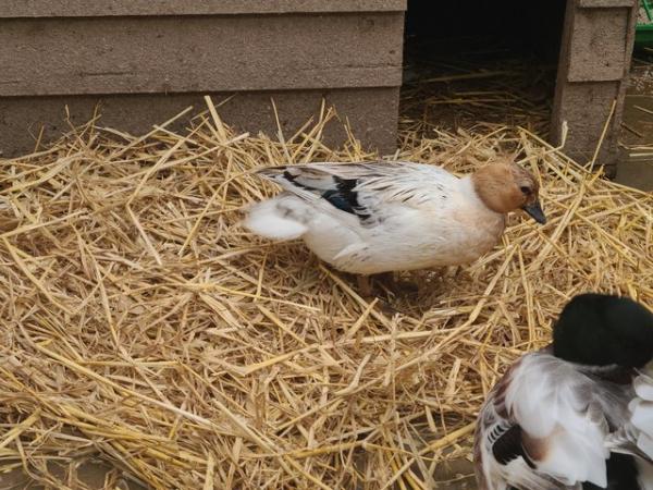 Image 1 of Abacot call duck quality hatching eggs