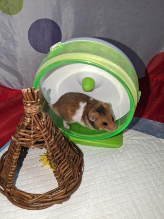 Image 11 of Baby Syrian hamsters for sale