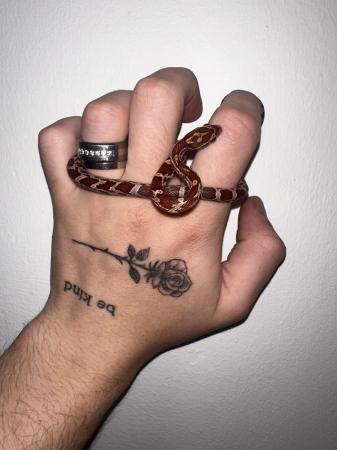 Image 5 of Amel & Normal Baby corn snakes
