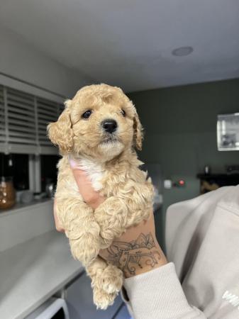 Image 2 of Poochon puppies for sale